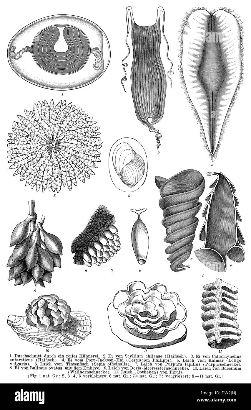 Tier-Eiern, historische Darstellung, 1896, Historische Altersspuren, 1896, Eier von Tieren Stockfoto