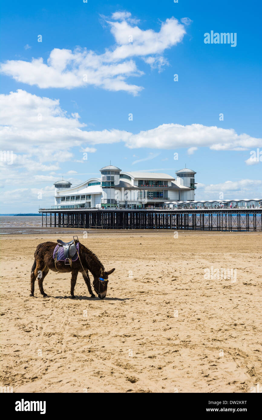 Ein Esel am Strand von Weston-super-Mare vor dem Grand Pier, Somerset, England. Stockfoto