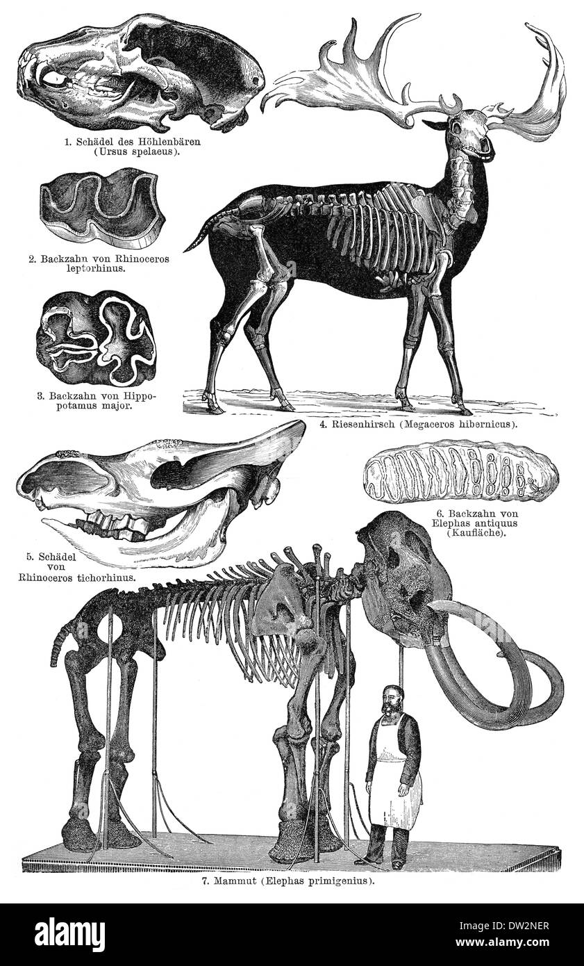 ausgestorbene Tiere aus dem Pleistozän, historische grafische Darstellung, 1896 Stockfoto