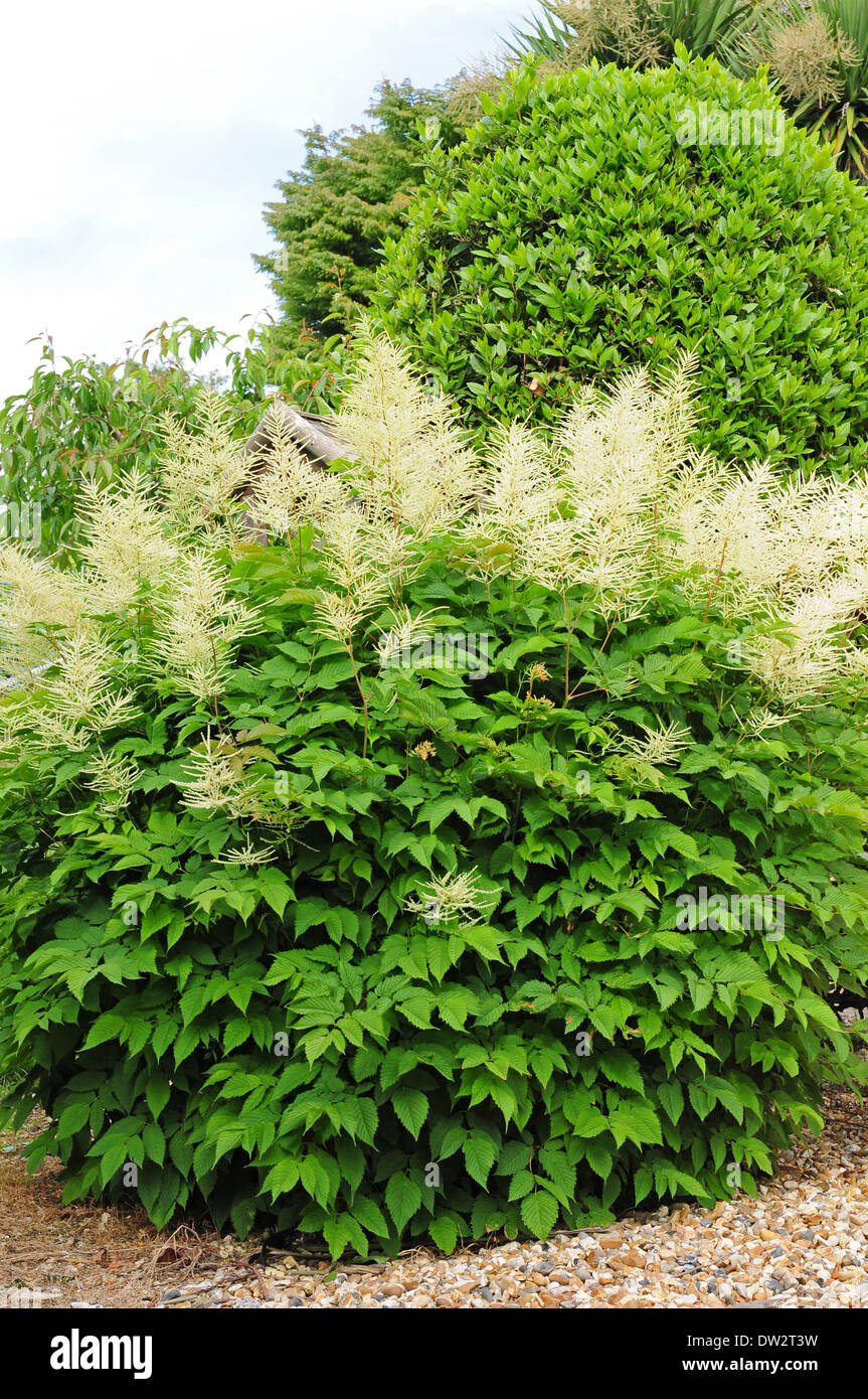 Geißbart. Ganze Pflanze. In Blüte. Stockfoto