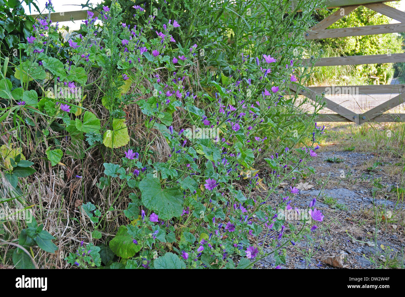 Gemeinsamen Malve Malva Sylvestris in englischen Hecke wachsen. Juli. Stockfoto