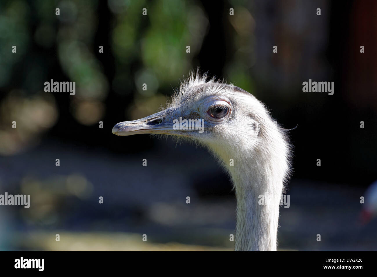 Der größere Rhea (Rhea Americana) ist eine flugunfähige Vogel im östlichen Südamerika gefunden. Stockfoto