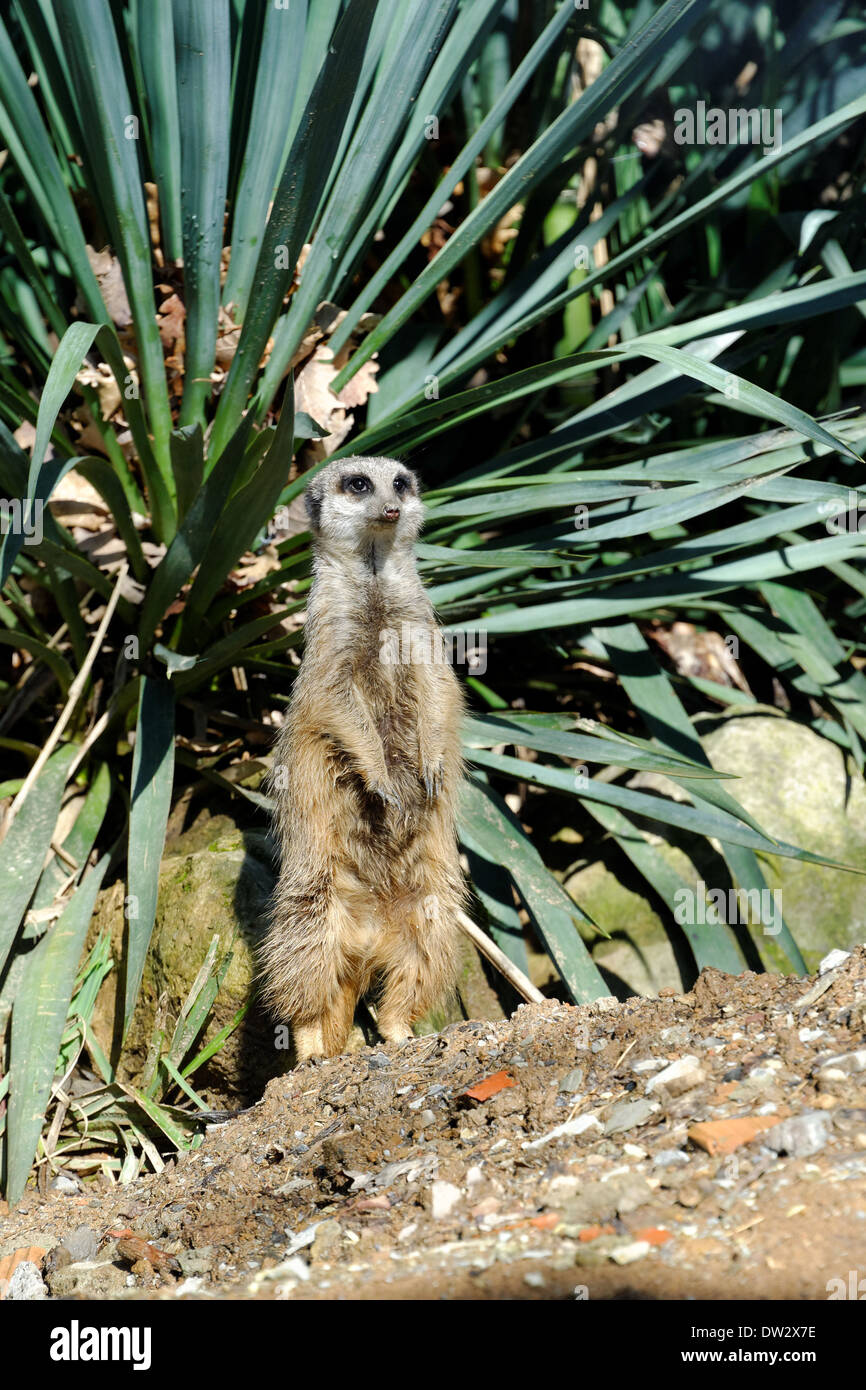 Erdmännchen oder Suricate, Suricata Suricatta ist ein kleines Säugetier aus der Familie der Mangusten. Stockfoto