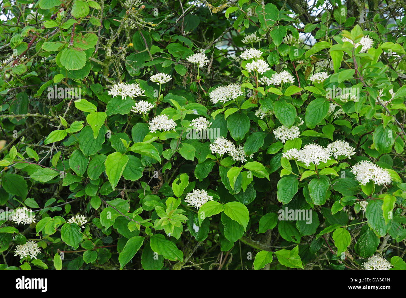 Hartriegel Cornus sanguineaund in voller Blüte in eine Hecke. Stockfoto