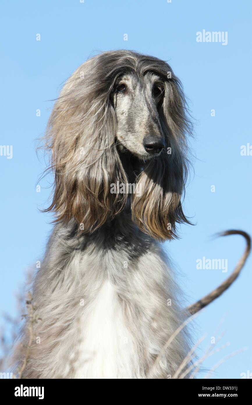 Afghan Hound Dog / Erwachsene Porträt Stockfoto