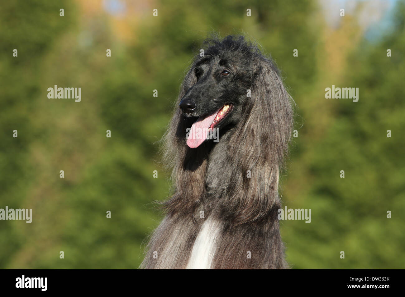 Afghan Hound Dog / Erwachsene Porträt Stockfoto