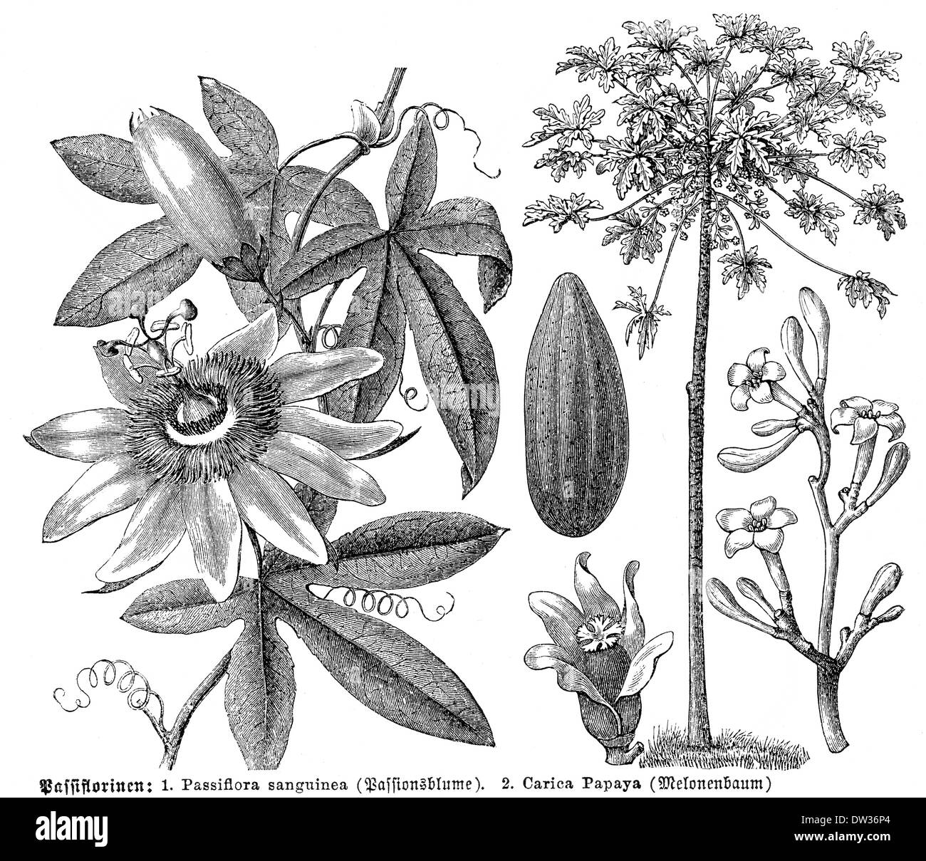 Historische Abbildung, lila Passionsblume (Passiflora Wurzelsud), Papaya-Baum (Carica Papaya) Stockfoto
