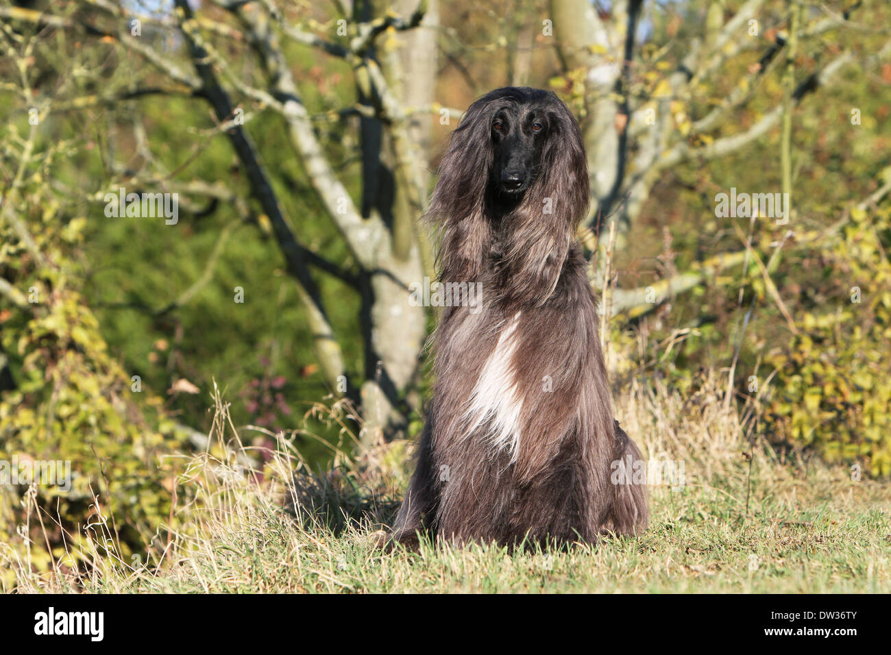 Afghan Hound Dog / Erwachsene sitzen auf einer Wiese Stockfoto