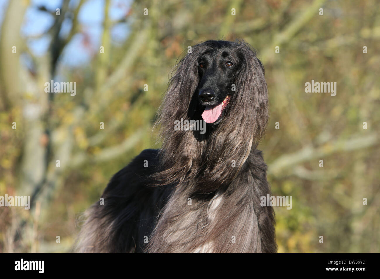 Afghan Hound Dog / Erwachsene Porträt Stockfoto