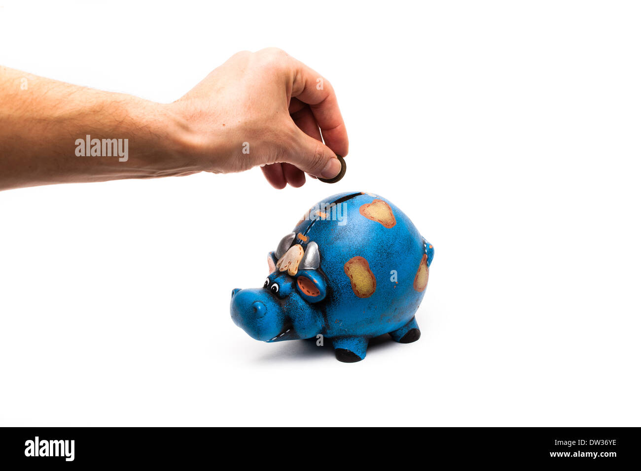 blaue Kuh Sparschwein isoliert auf einem weißen Hintergrund mit einem Mann Hand closeup Stockfoto