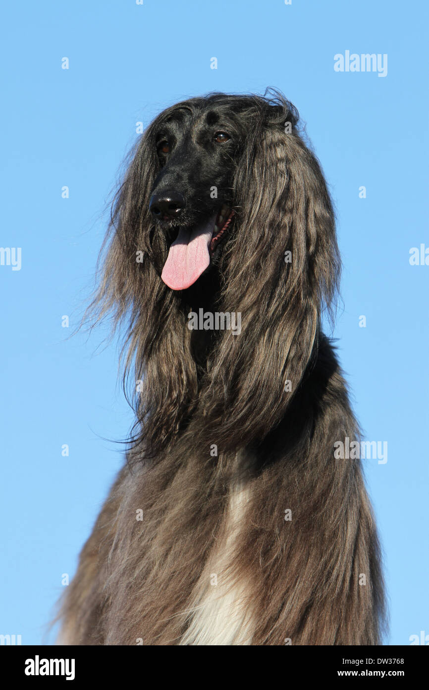 Afghan Hound Dog / Erwachsene Porträt Stockfoto