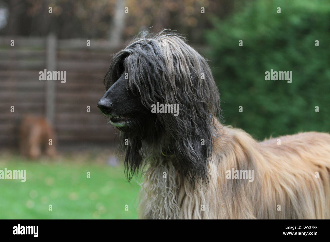 Afghan Hound Dog / Erwachsene Porträt Stockfoto