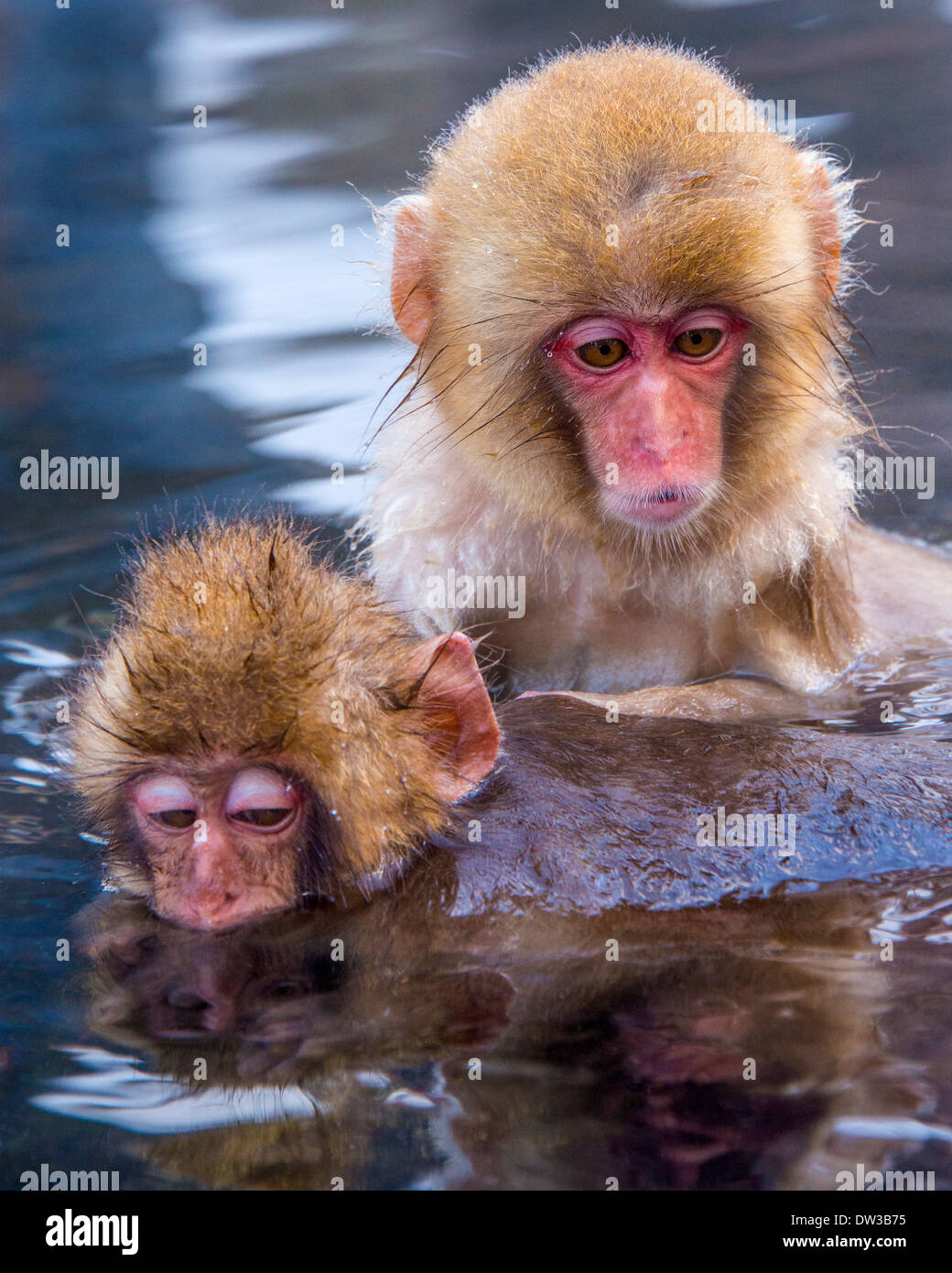 Japanisch Schnee Affen in Nagano, Japan. Stockfoto