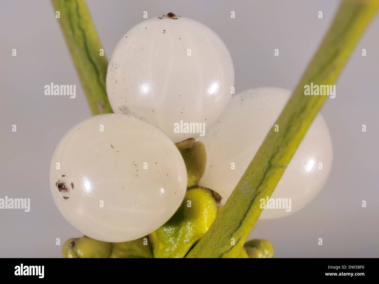 Drei weiße Mistel Beeren - Viscum album Stockfoto