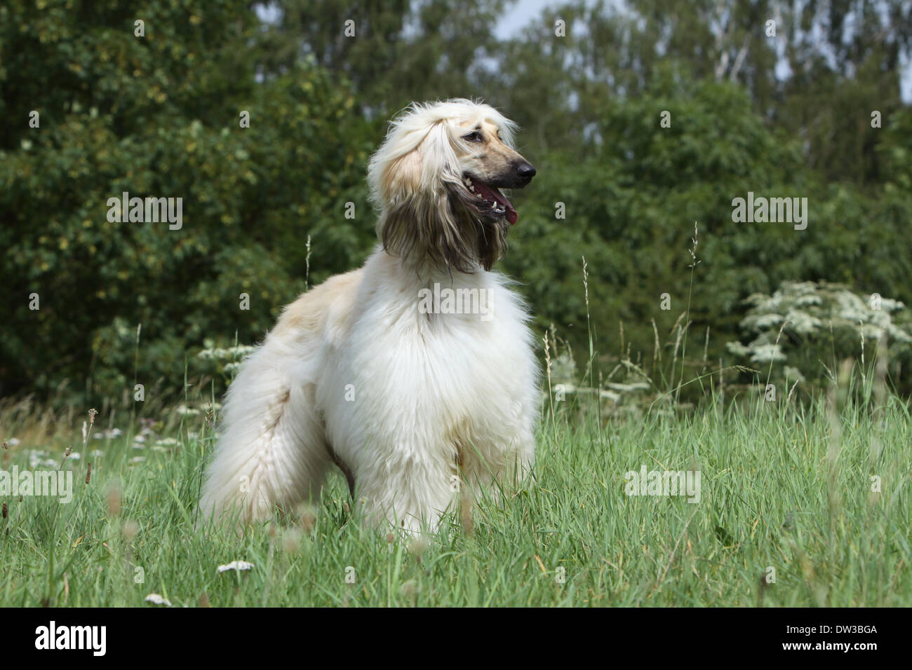 Afghan Hound Dog / Erwachsenen stehen auf einer Wiese Stockfoto