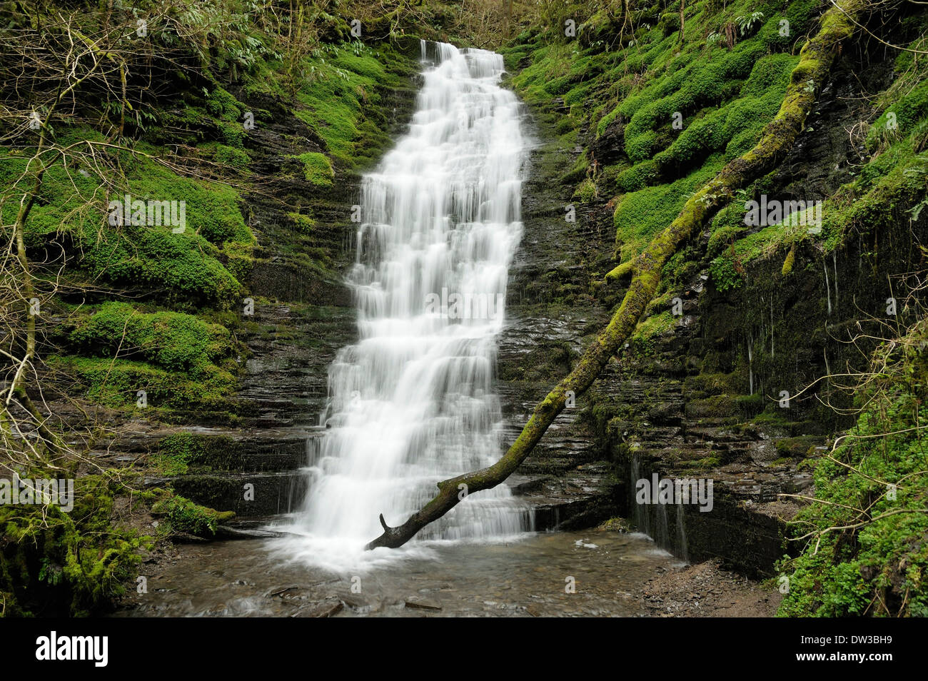 Wasser-Its-halsbrecherischen Wasserfall, Warren Woods, Radnor Wald, Wales Lowspeed mit milchiges Wasser Stockfoto