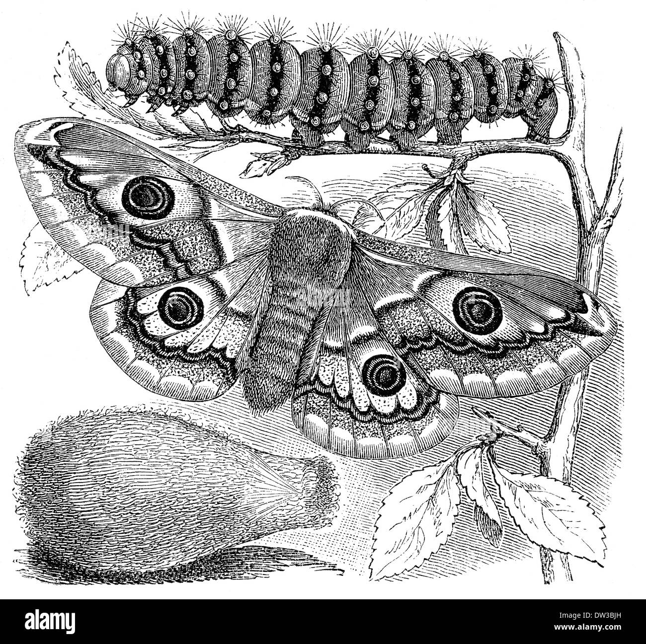 Historische Abbildung, Kaiser Moth (Saturnia Pavonia), 1896 Stockfoto