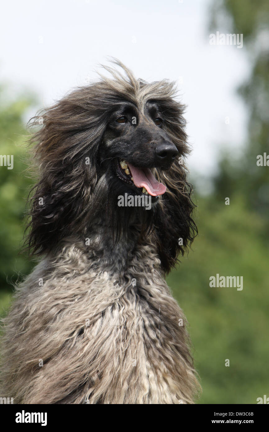 Afghan Hound Dog / Erwachsene Porträt Stockfoto