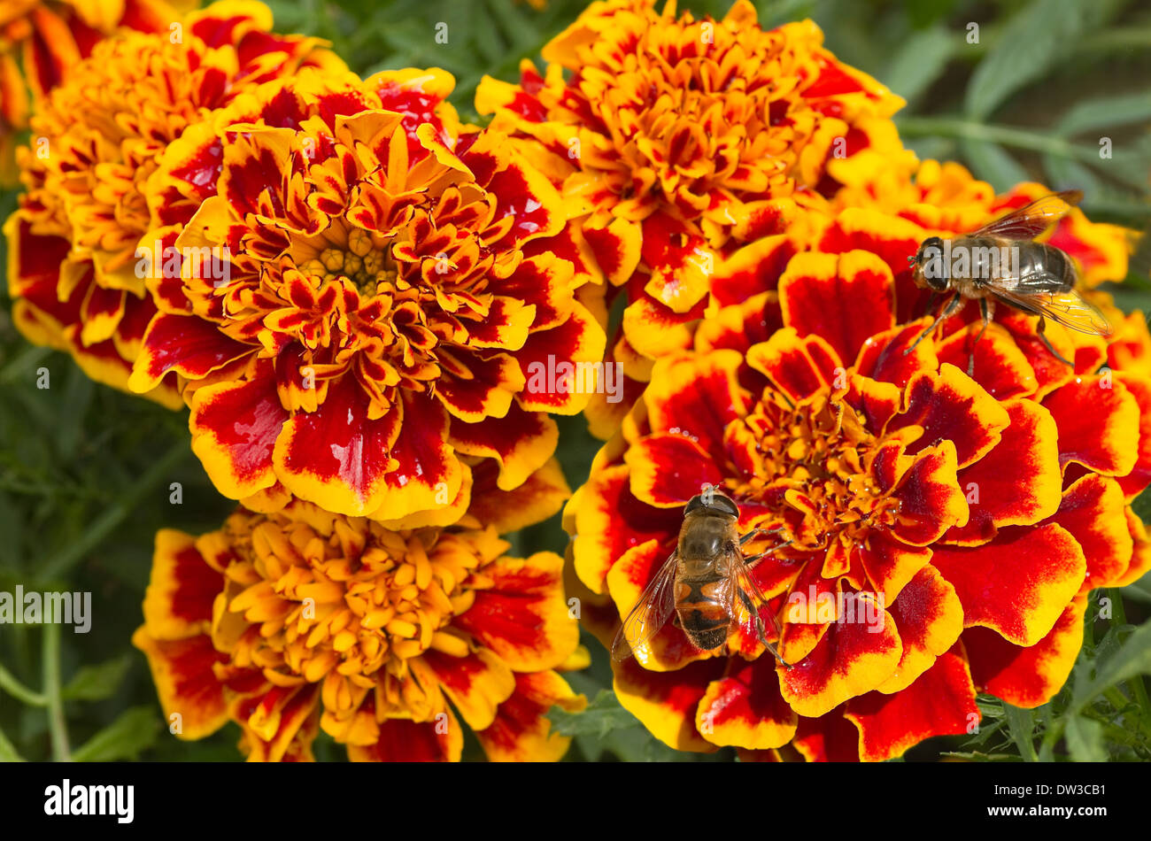 Orange und rote französische Ringelblume oder Tagetes Patula mit Schwebfliegen im Sommer Stockfoto