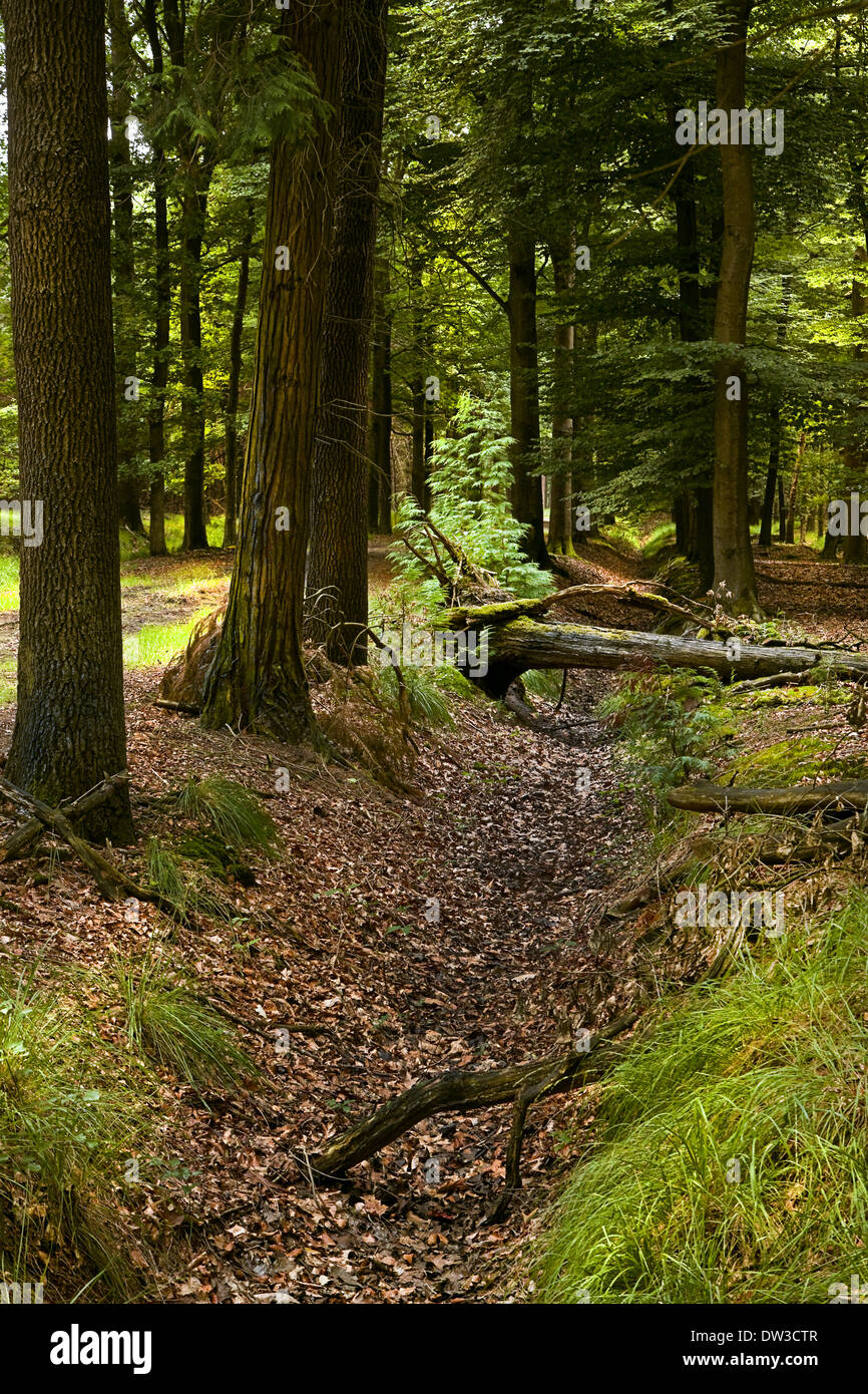 Verregneten Wald mit umgestürzten Baum und Totholz im Sommer Stockfoto