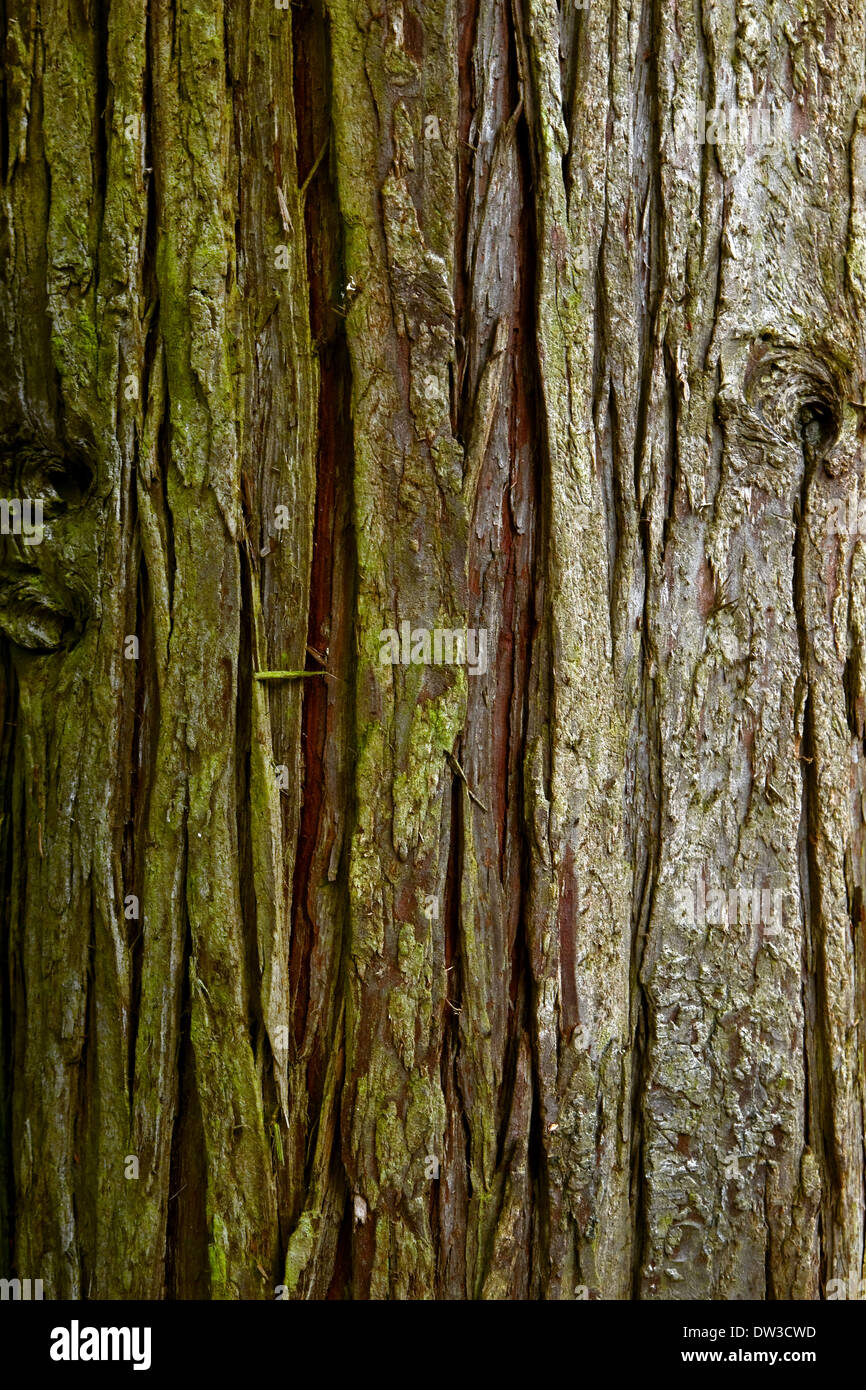 Hintergrund Baum Rinde Nadelbaum Baum in Nahaufnahme Stockfoto