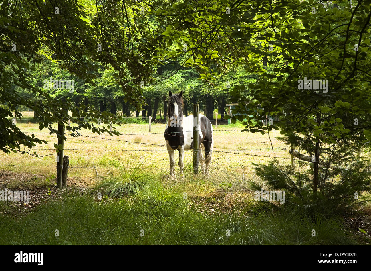 Pferd stehend hinter Stacheldraht Zaun im Wald im Sommer - horizontal Stockfoto