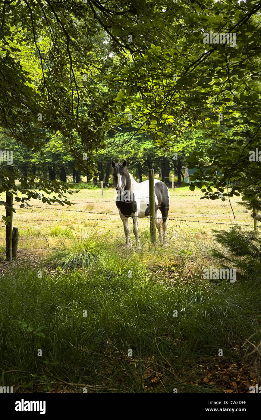 Pferd stehend hinter Stacheldraht Zaun im Wald im Sommer - vertikal Stockfoto