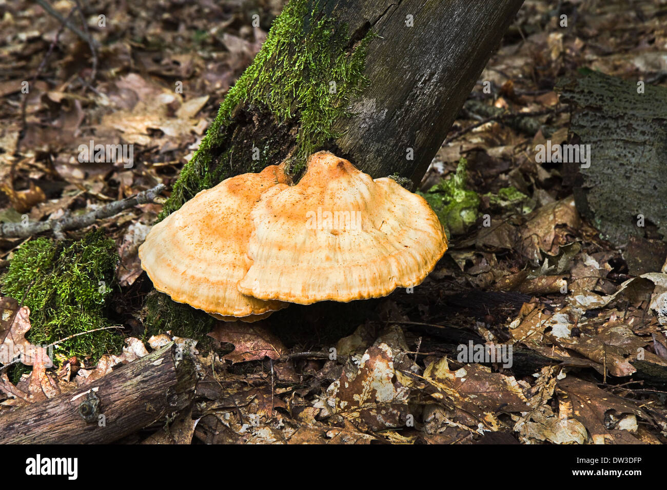 Totes Holz, Blätter und Pilze auf Baum im Wald im Sommer Stockfoto