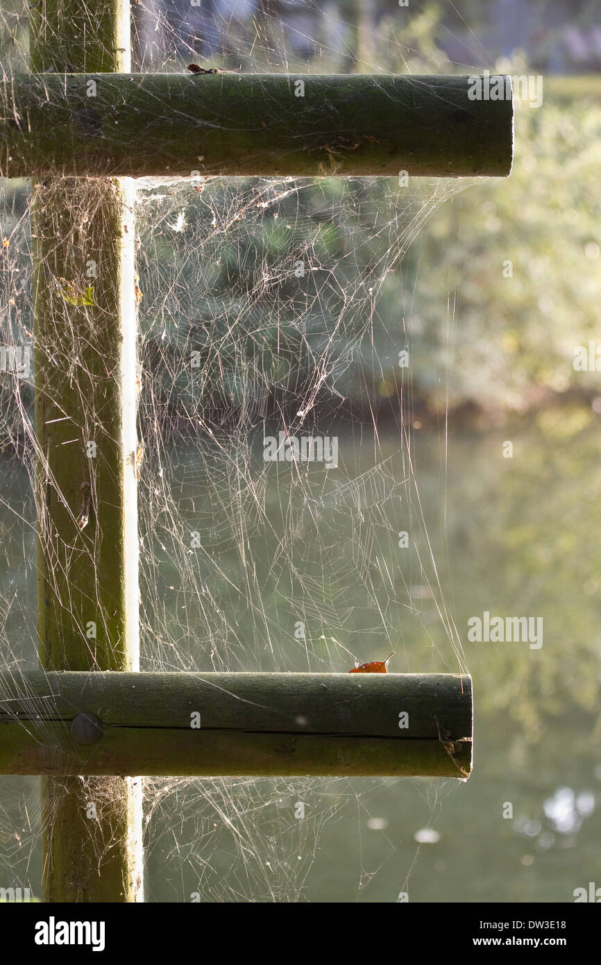 Viele Spinnweben auf einem Zaun bei Sonnenaufgang im Spätsommer Stockfoto