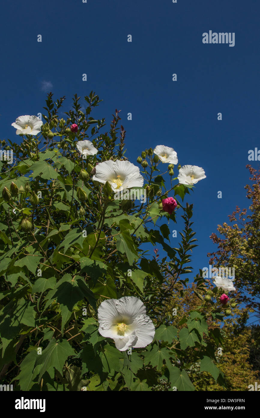 Konföderierten Rose Stockfoto