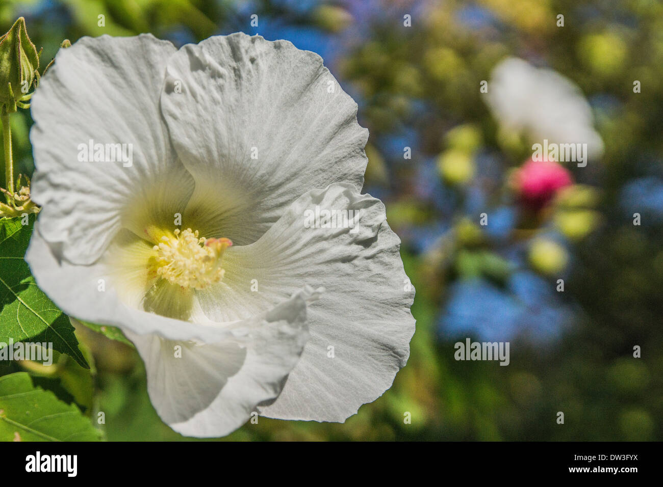 Baumwolle rosa Blume Stockfoto