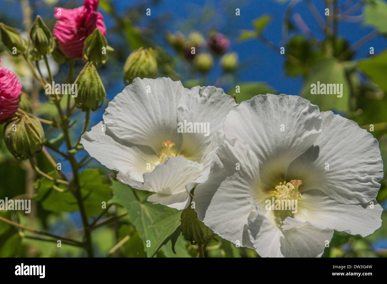Cotton rose Blumen Stockfoto