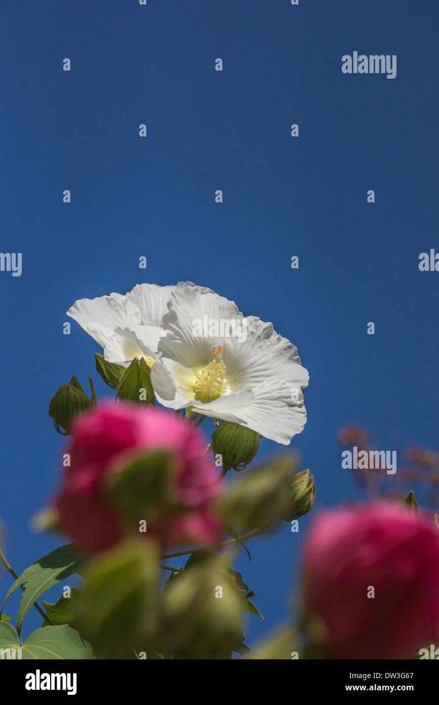 Baumwolle rosa Blume Stockfoto