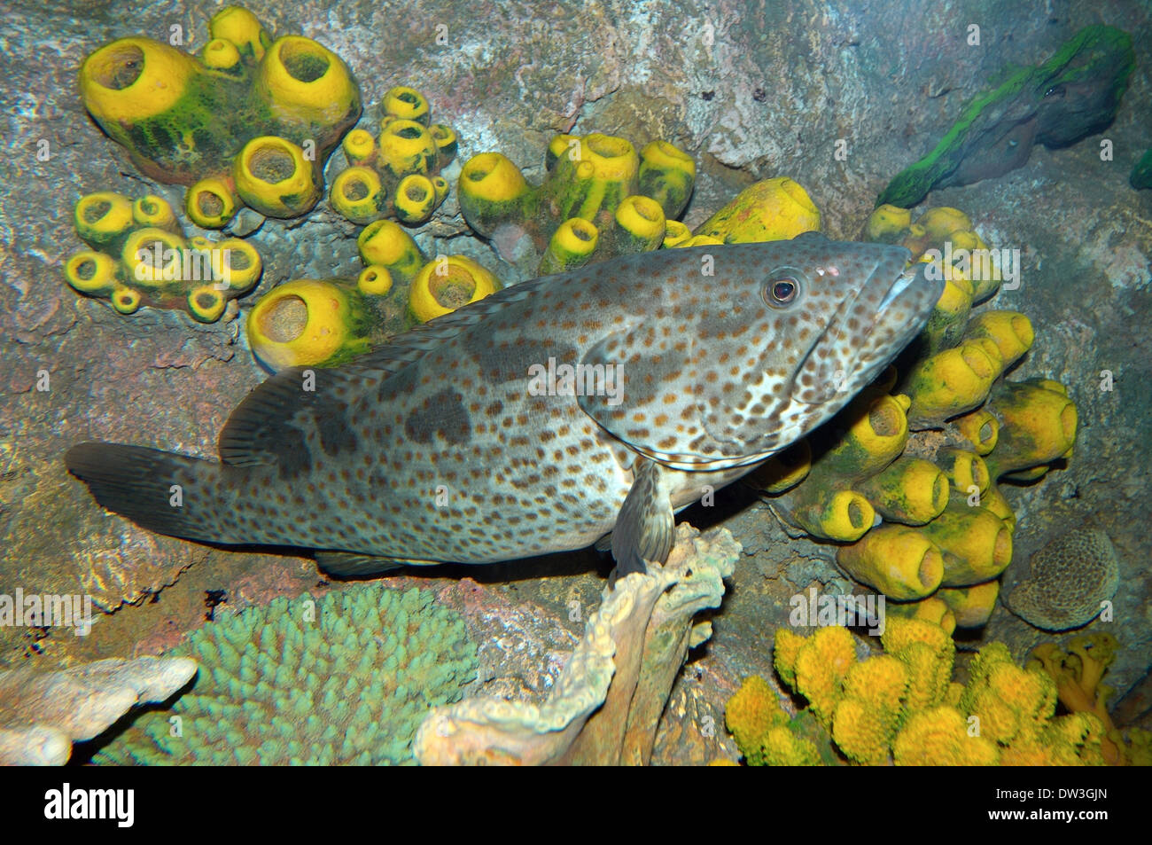 Malabar Zackenbarsch oder fettigen Zackenbarsch (Epinephelus Malabaricus) Rotes Meer, Ägypten Stockfoto