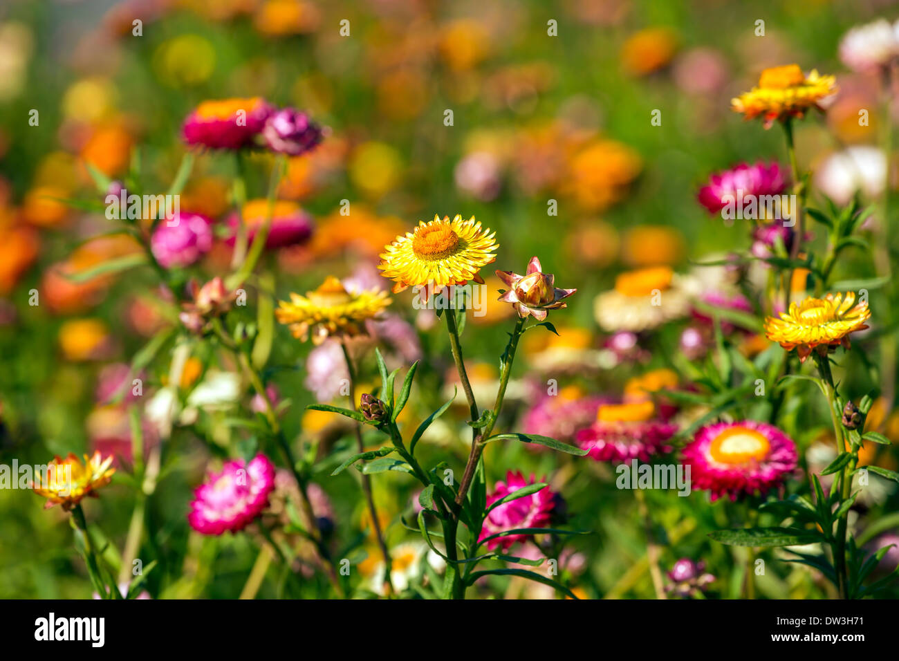 Sonnige Wiese Rasen und Blumen-Nahaufnahme Stockfoto