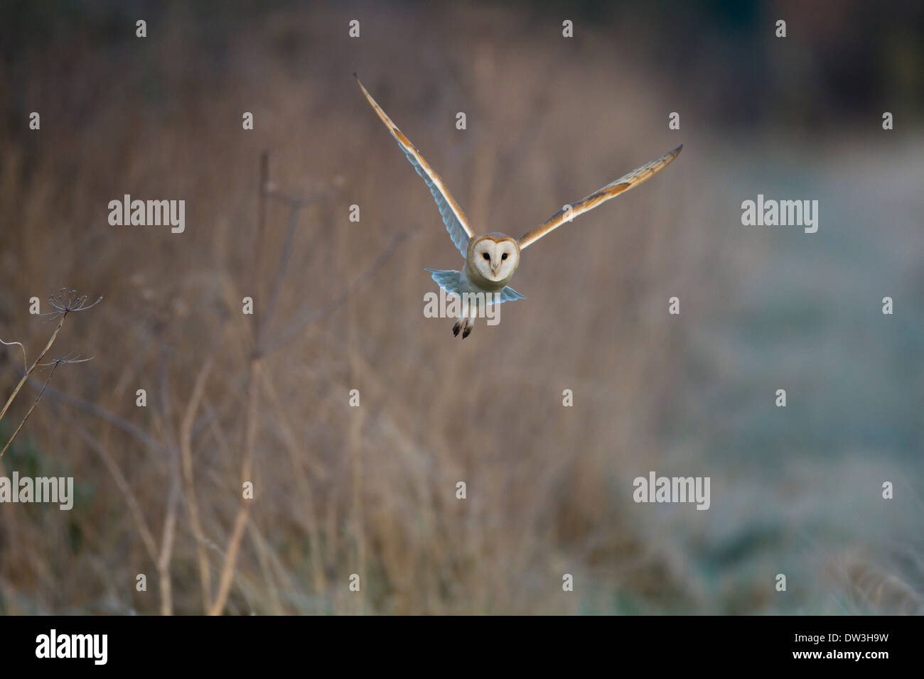 Schleiereule (Tyto Alba), Erwachsenen Jagd über grobe Grünland am Pilling Moss, Lancashire. Dezember. Stockfoto