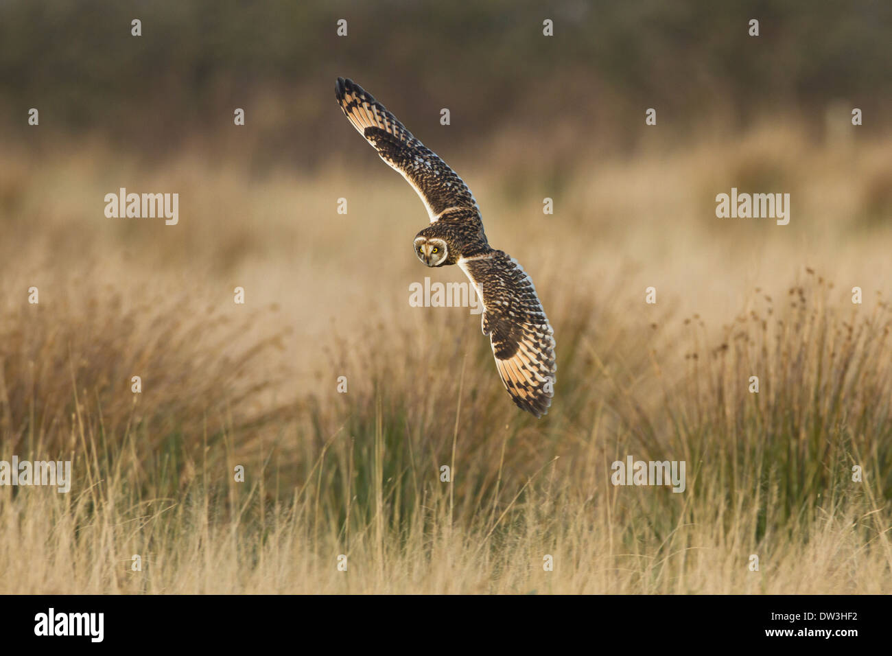 Sumpfohreule (Asio Flammeus) Jagd über grobe Grünland am Pilling Moss, Lancashire. Dezember. Stockfoto