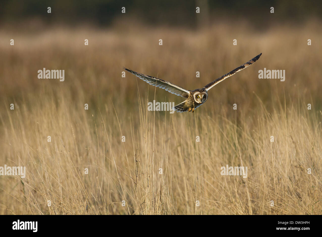 Sumpfohreule (Asio Flammeus) Jagd über grobe Grünland am Pilling Moss, Lancashire. Dezember. Stockfoto