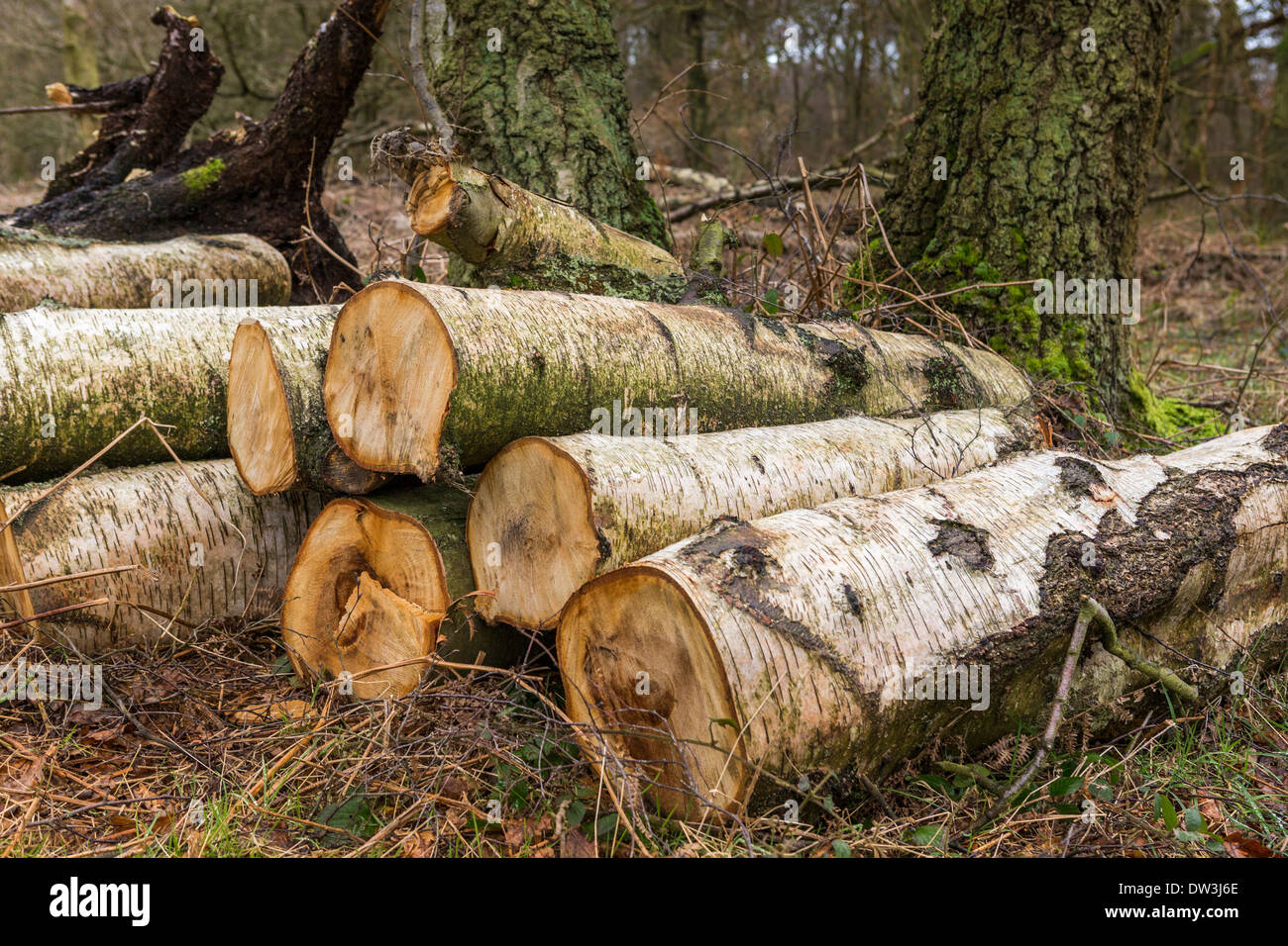 Protokolle im Wald Stockfoto