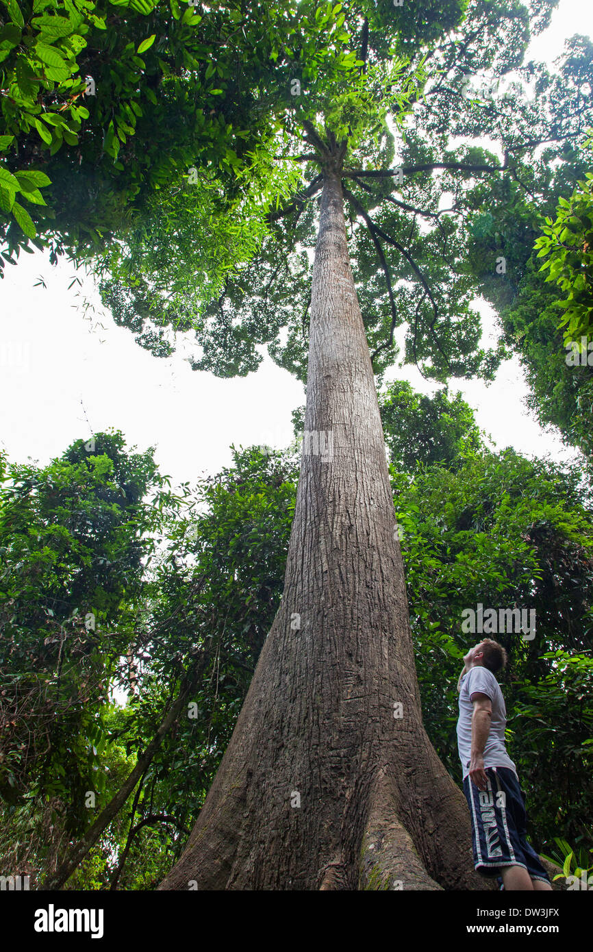 Ein riesiger Baum im Regenwald, Borneo, Malaysia Stockfoto