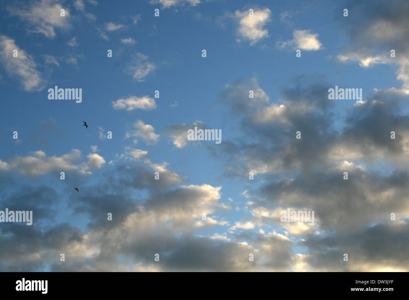 Blauer Himmel mit weißen Wolken, hervorgehoben durch die untergehende Sonne und hohen hochfliegenden Vögel, August Stockfoto