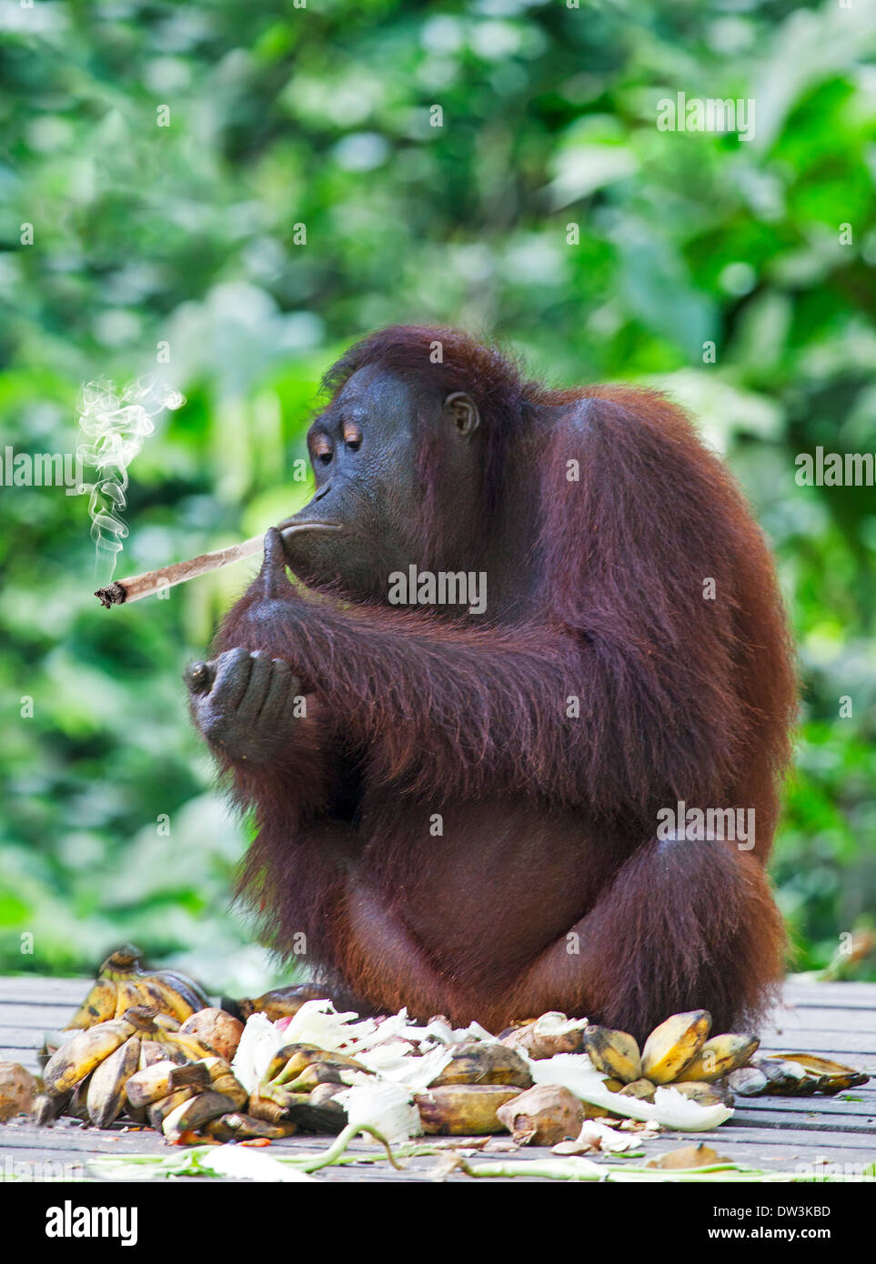 Ein Orang-Utan Rauchen eines Joints Stockfoto
