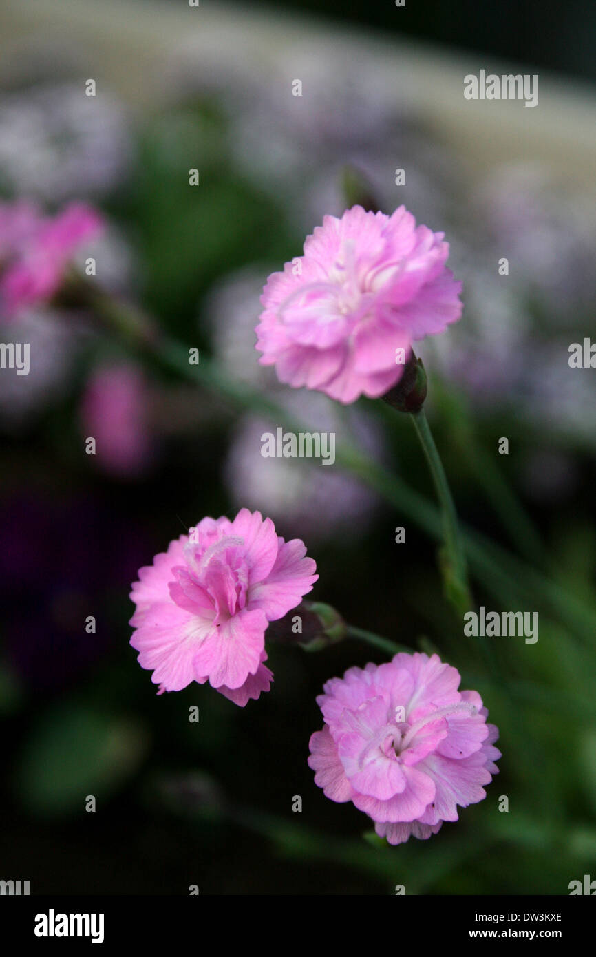 Garten nelken Fotos und Bildmaterial in hoher Auflösung Alamy
