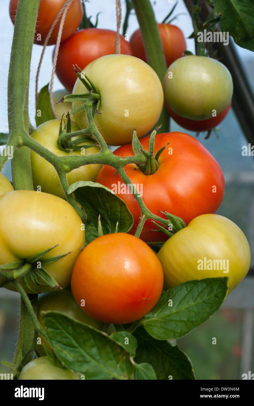 Gewächshaus Tomaten Reifen auf der Rebe angebaut Stockfoto