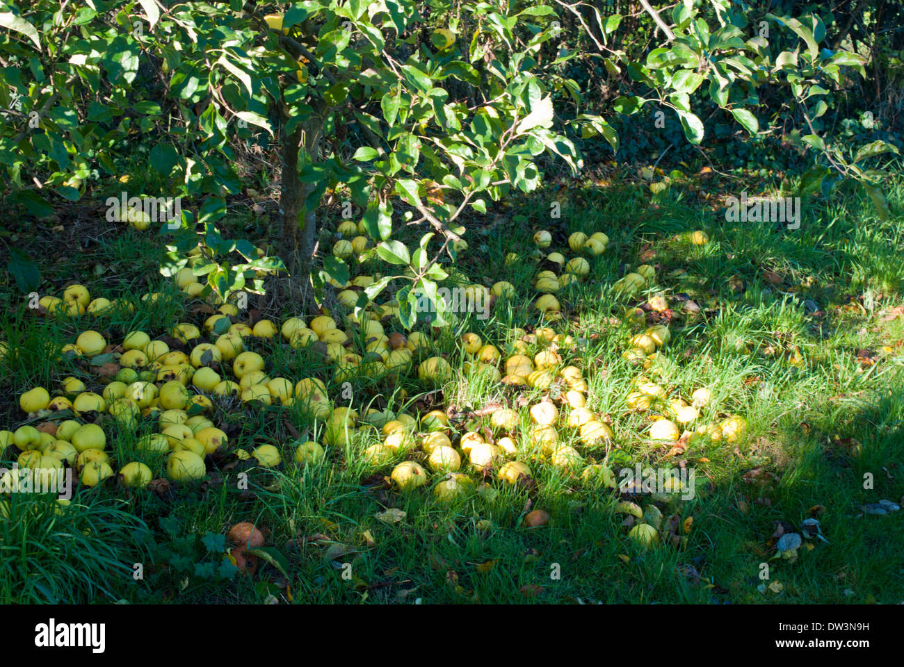 Windfall Äpfel am Fuße des Baumes Stockfoto