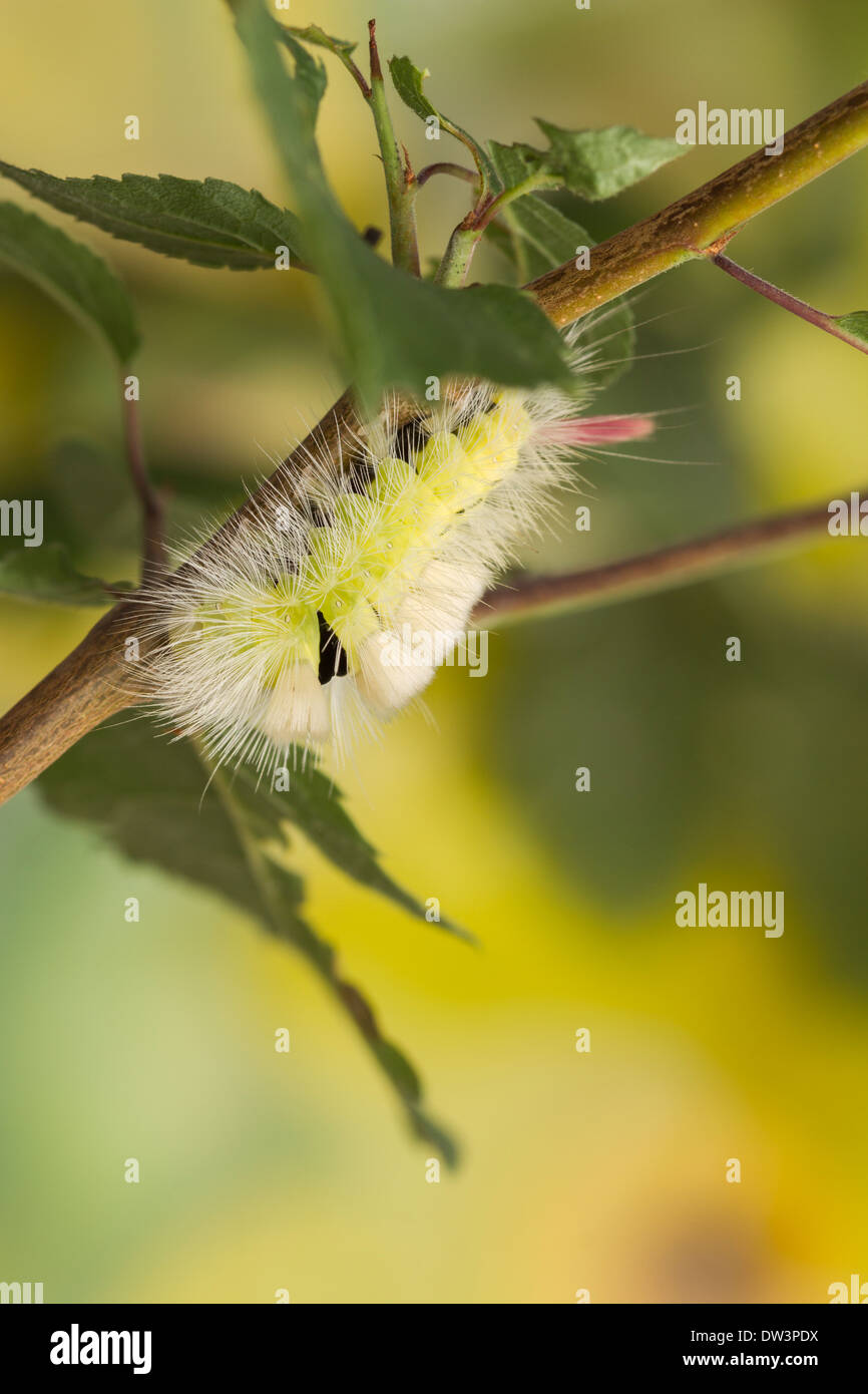 Blasse Grasbüschel (Calliteara Pudibunda) 2028 Stockfoto