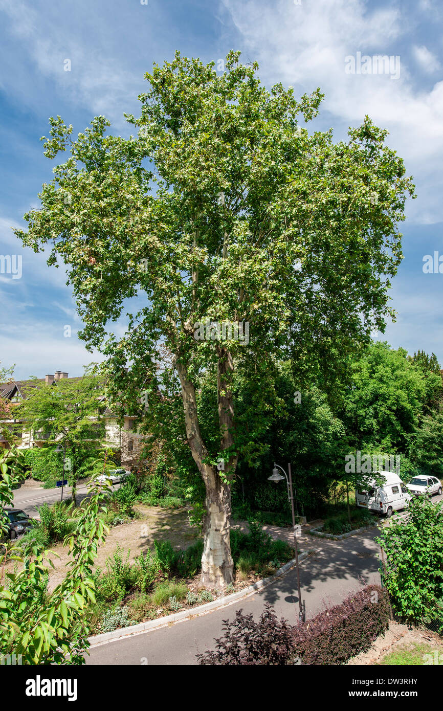 Platane mit Sommer Laub Stockfoto