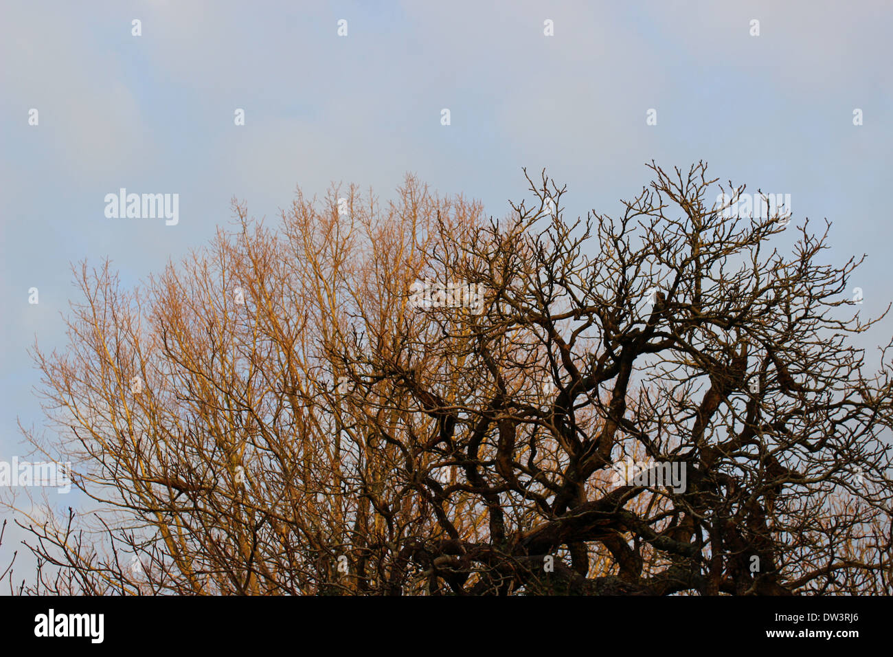 Baumkronen gegen ein Winterhimmel am späten Nachmittag Stockfoto
