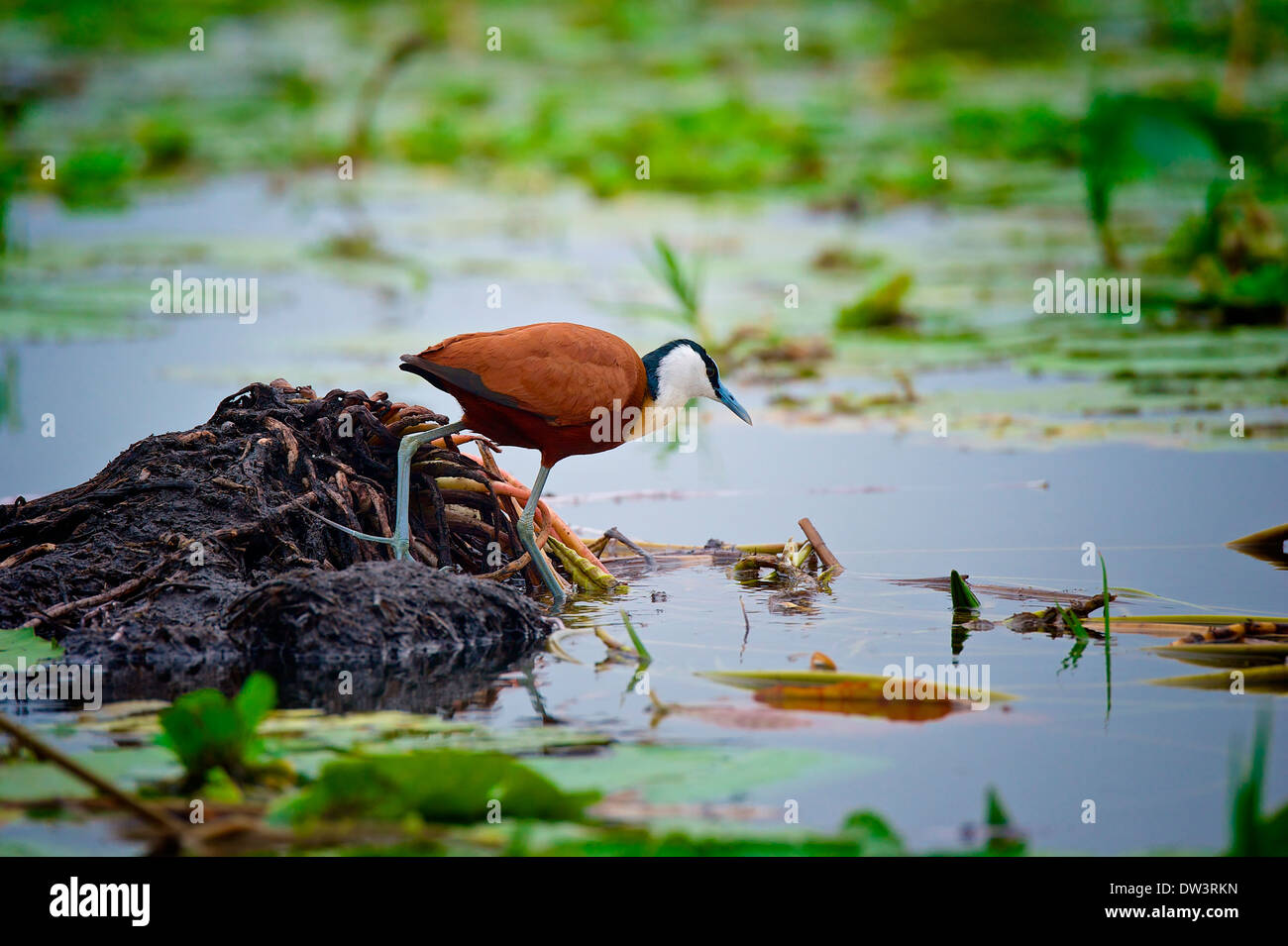 Eine native Wathose geht das afrikanische Blatthühnchen (Actophilornis Africanus) durch Seerosen in einem ugandischen Sumpf, ihrem natürlichen Lebensraum. Stockfoto