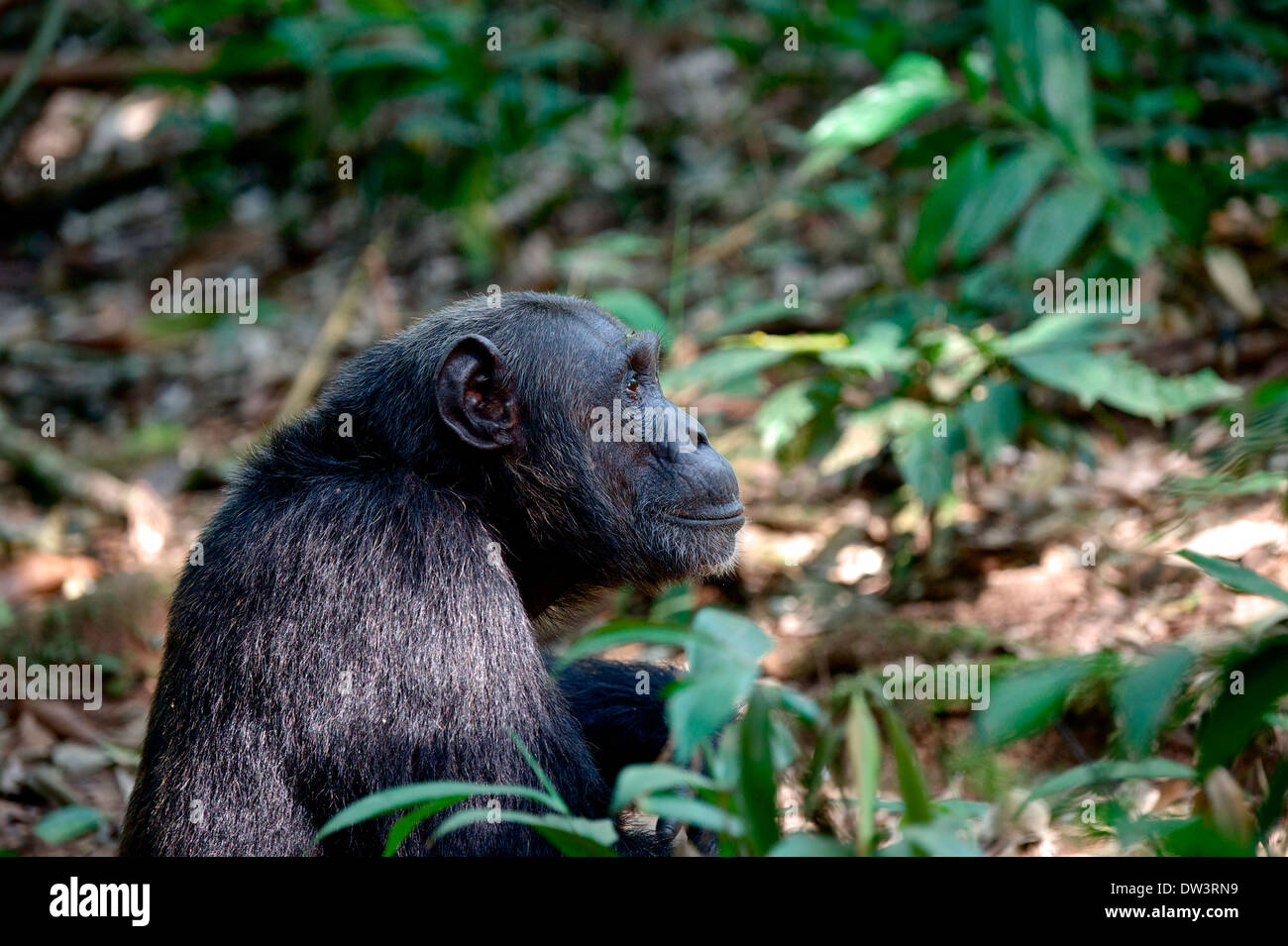 Eine männliche Erwachsene Schimpanse sitzt auf dem Waldboden und Umfragen seine Umgebung. Eines der habituierten Schimpansen im Kibale Forest Stockfoto